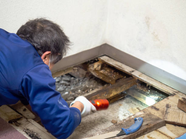 Best Mold Cleaning Services  in Shanor Northvue, PA