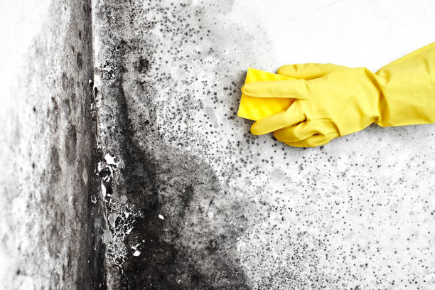 Best Toxic Mold Removal  in Shanor Northvue, PA
