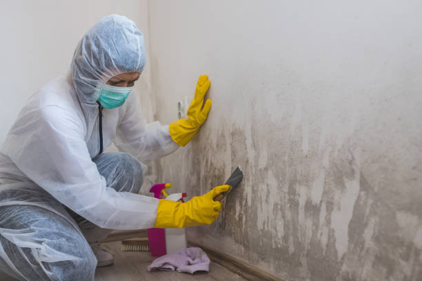 Best Local Mold Removal Service  in Shanor Northvue, PA