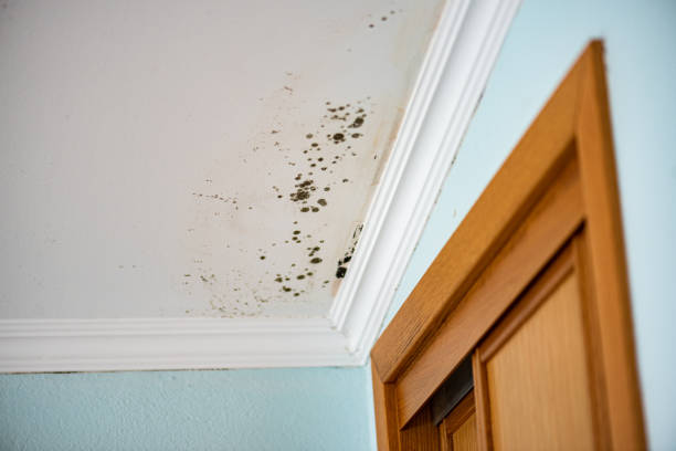 Best Mold Damage Repair  in Shanor Northvue, PA