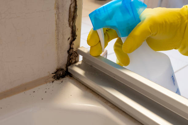 Office Mold Removal Services in Shanor Northvue, PA