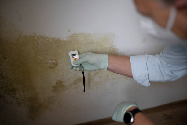 Reliable Shanor Northvue, PA Mold Removal Solutions