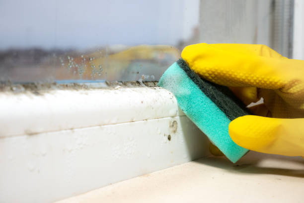 Best Commercial Mold Removal  in Shanor Northvue, PA