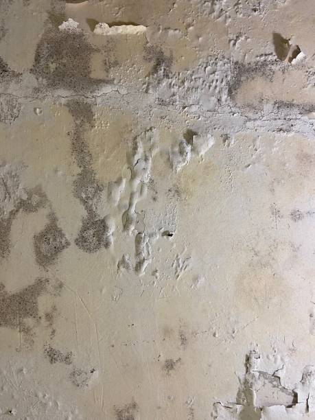 Best Best Mold Removal Companies  in Shanor Northvue, PA