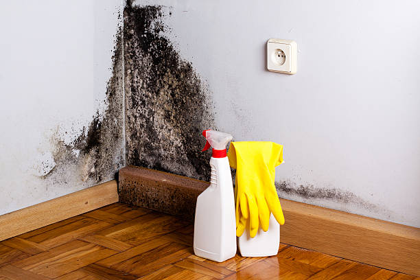 Best Certified Mold Removal  in Shanor Northvue, PA
