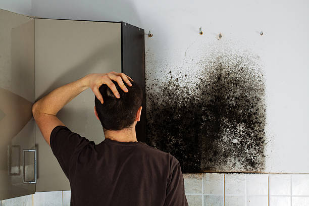 Best Office Mold Removal Services  in Shanor Northvue, PA