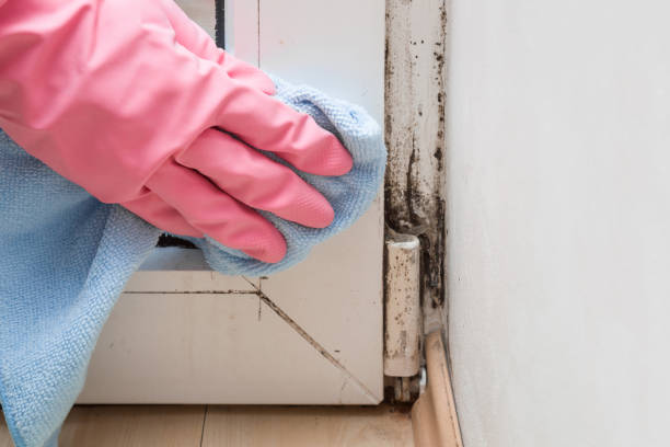 Best Home Mold Removal  in Shanor Northvue, PA